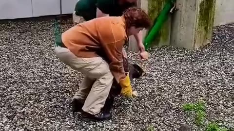 They Rescue a drowning eagle