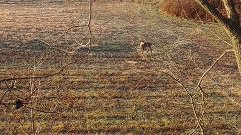 Whitetail Buck Chasing Doe