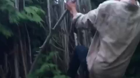 White shirt tries to climb bamboo fence breaks it and falls