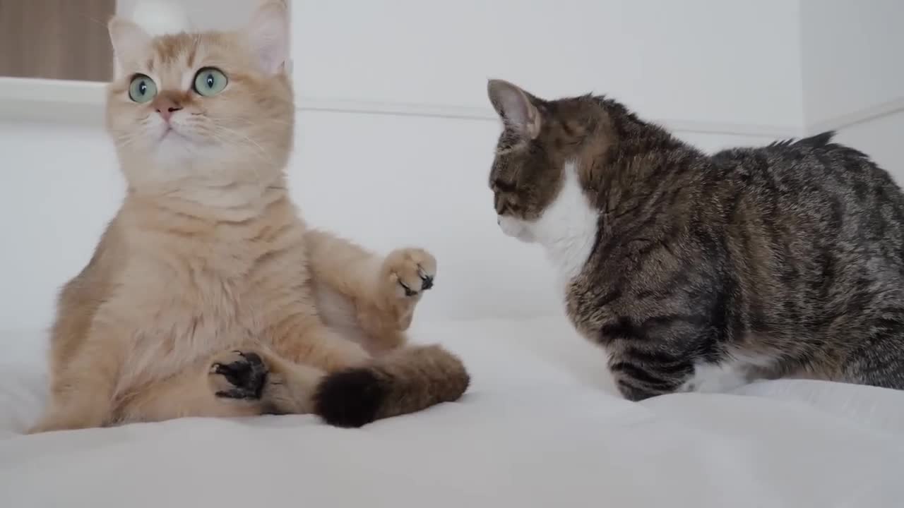 Kitten Kiki started climbing on her mother's belly