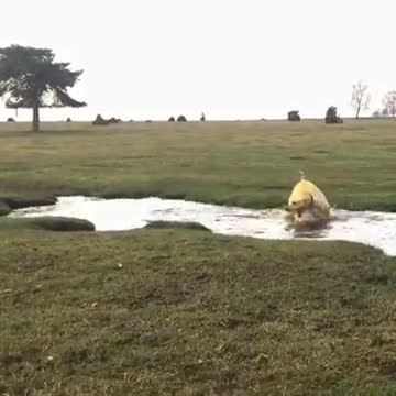 Crazy Water-Loving Dog Can't Stop Spinning In Circles