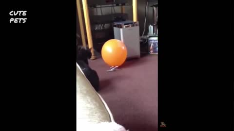 CAT VS BALLOONS