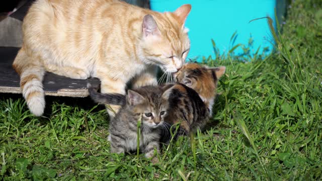 Mother Cat is Cleaning her Kitten in the garden they are Looking Cute and Adorable