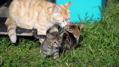 Mother Cat is Cleaning her Kitten in the garden they are Looking Cute and Adorable