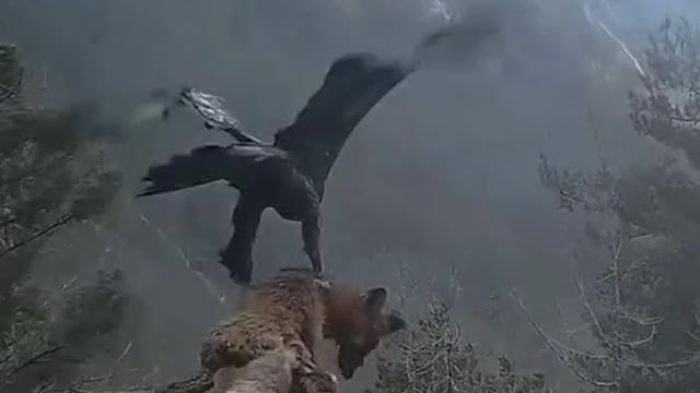 Eagle Hunting for Food !!