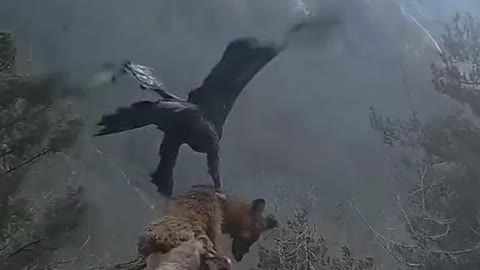 Eagle Hunting for Food !!