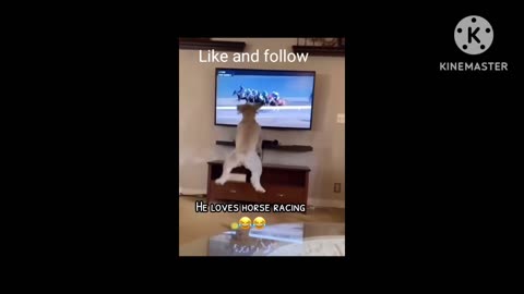 Horse riding lover dog