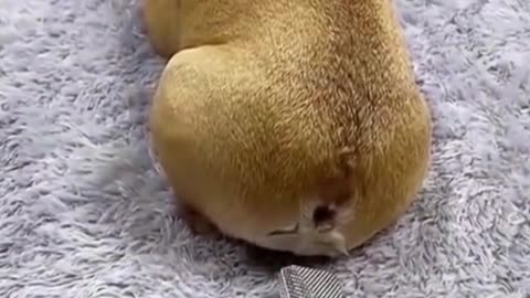 Funny dog prank 🤣/ new funny video