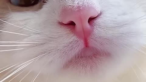 lovely cat(kiss)