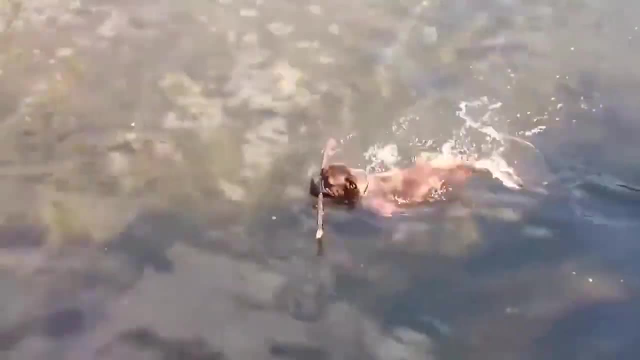 FUNNY Dogs Swimming Compilation – Dogs Swimming In Pool & Lake