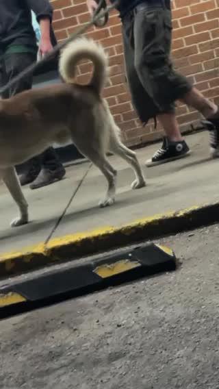 Cute dogs in front of 7 eleven