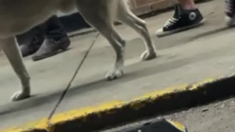 Cute dogs in front of 7 eleven