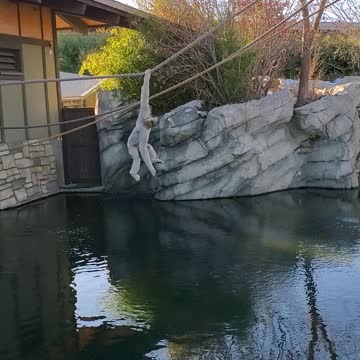 Hanging loose at the Denver Zoo
