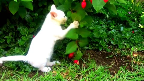A white cute cat is having fun and playing