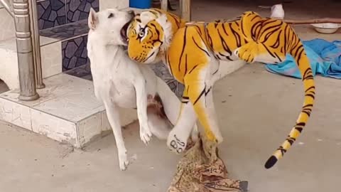 Fake tiger to a 🐕