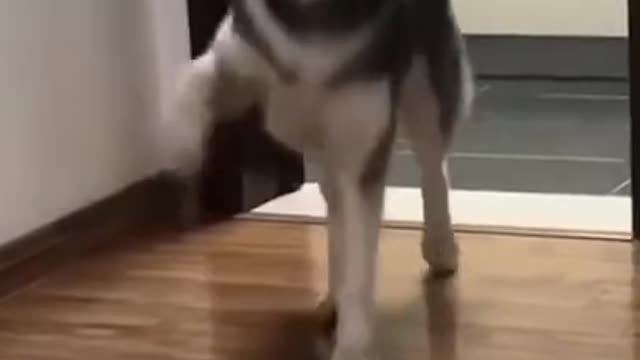 Funny dog dancing