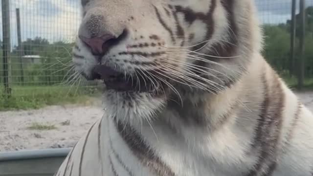 White tigers soak in a pool to cool off