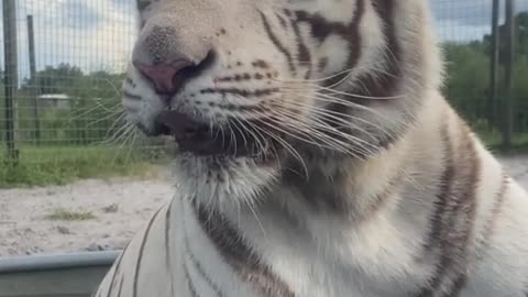 White tigers soak in a pool to cool off