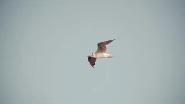 Happy Birds with Happy Lady
