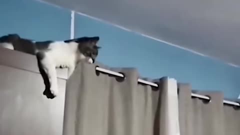 crazy animal