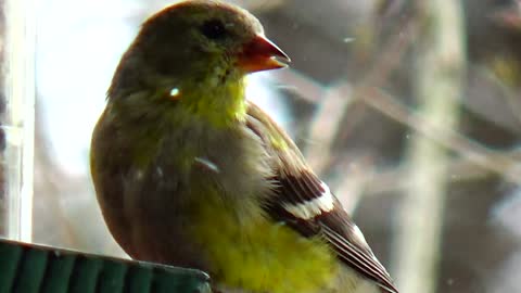 Goldfinch