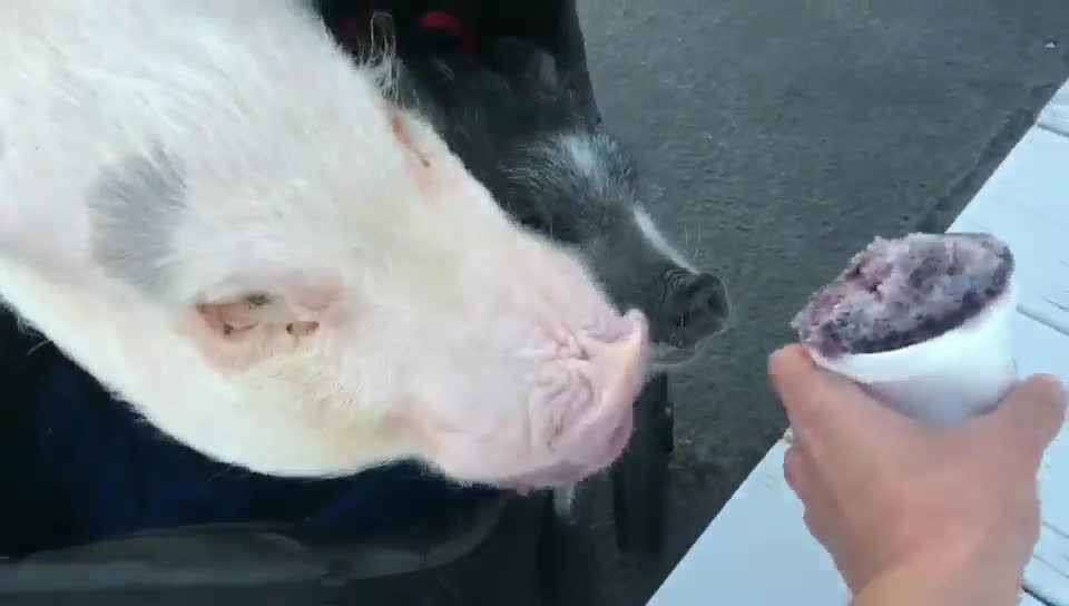 Greedy Mini Pigs Enjoy A Refreshing Cup Of Shaved Ice