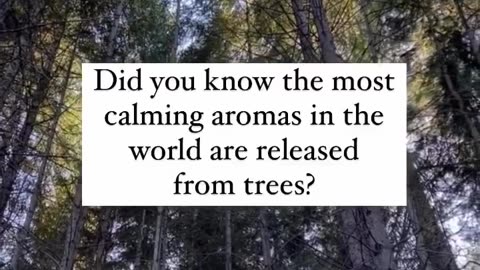 What are the most calming aromas in the world