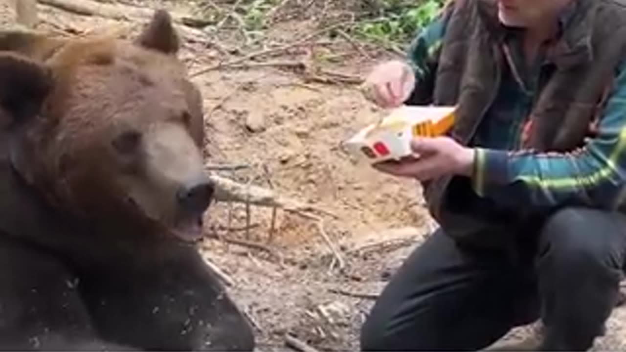 “ Bears, which casually dig in a trash… refuse poisonous McDonalds”