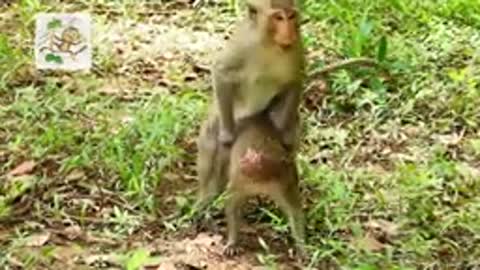 Funny monkeys having a good time