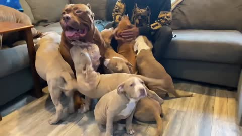 Father meets his puppies his reaction is Priceless We Can't Judge Love