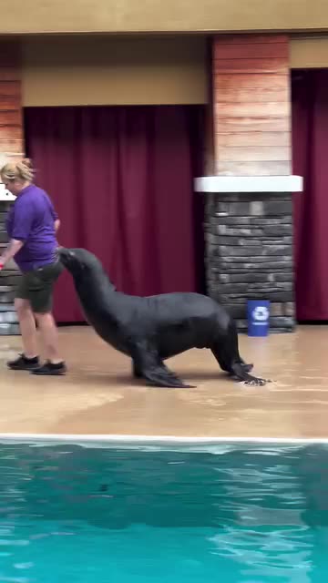 Sea lion says cheese