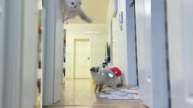 Is it the same with your cat?