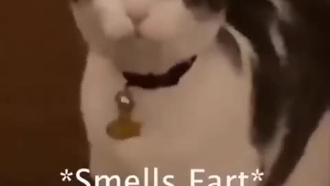 animal Funny video 😹