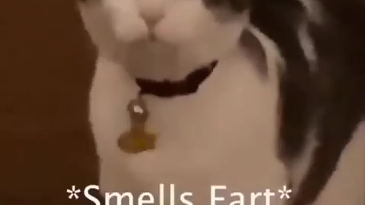 animal Funny video 😹