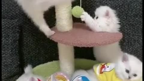 Baby Cats Cute and Funny Cat