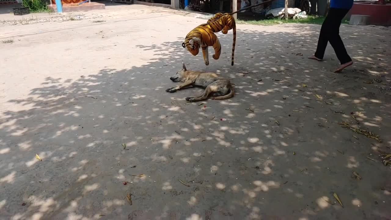 Fake Tiger Prank, Dog Run So (Funny)