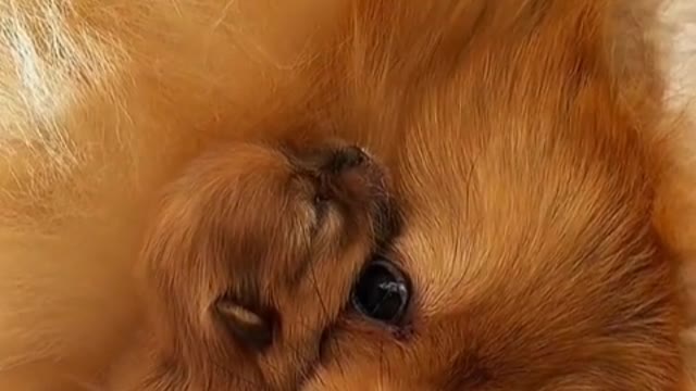 My favorite dog is dog, which is more reliable than some people