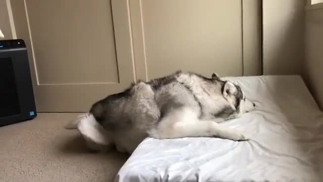 Lovely dog is man's best friend