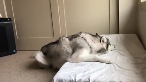 Lovely dog is man's best friend