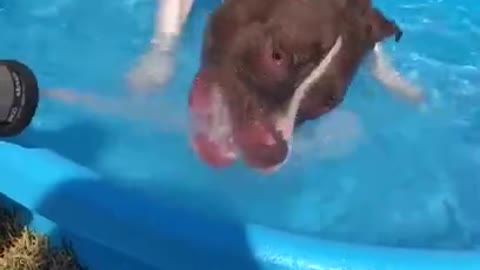 Dog Chases Water Gushing From Hand Shower While Playing in Tub