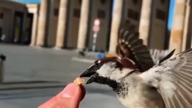 Feeding a bird