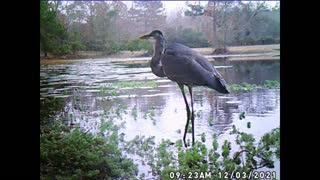 😍💦😍~Great Blue Heron Catches Fish~😍💦😍