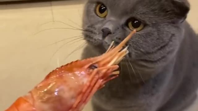 Fun with cat