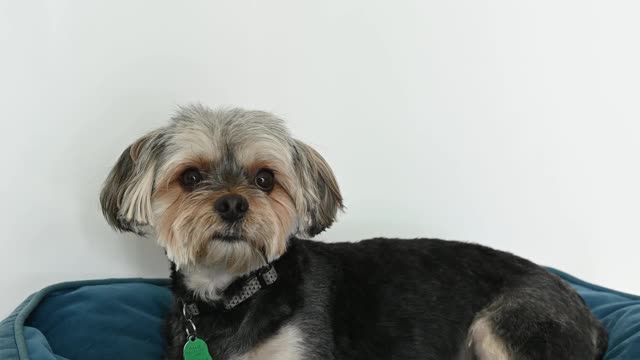 Dog Lying in His Bed