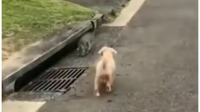 Funniest animals video🤣😂😁