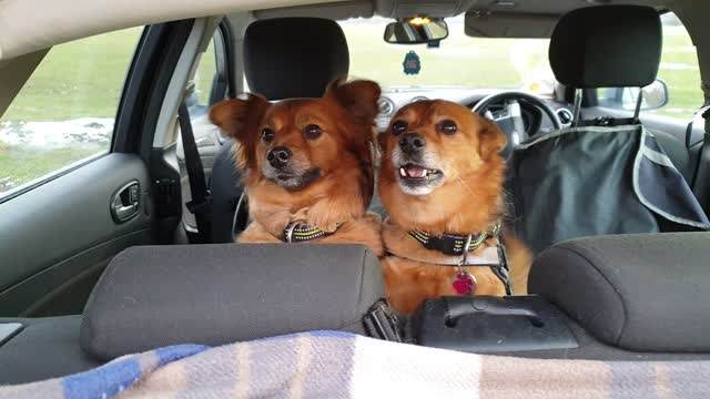 Adorable Doggy's Excited Before Park Walk