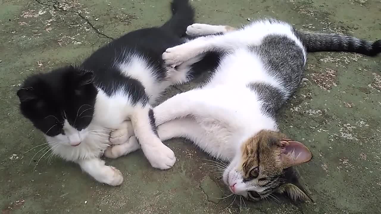 Gatitos peleando :3