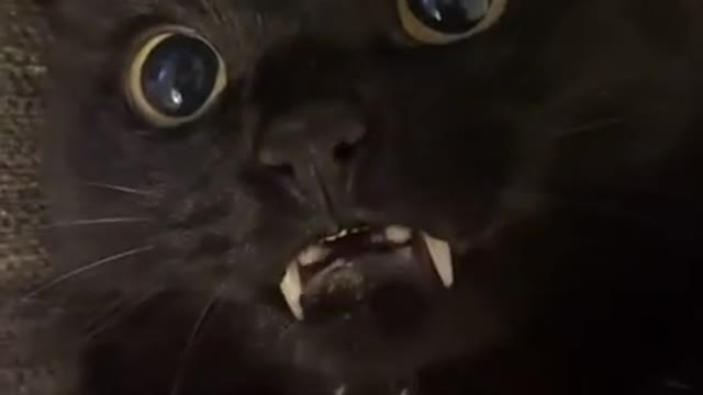 Cutest Vampire Cat