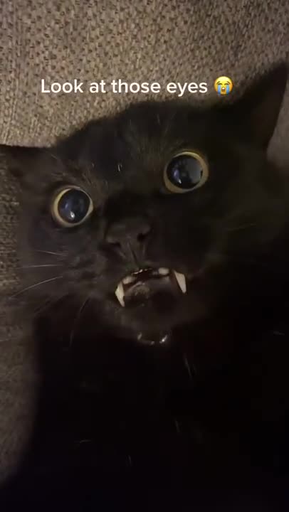 Cutest Vampire Cat