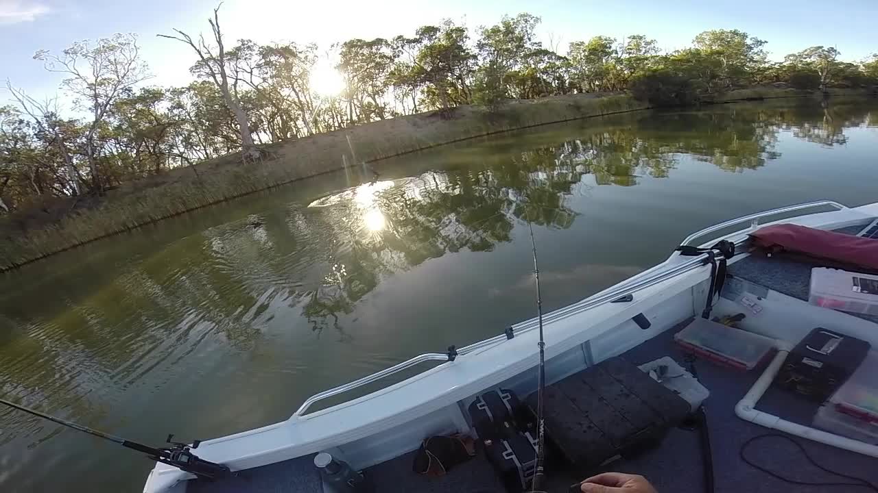 Murray Cod Swallows Large duck 2015